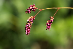 Botanischer Garten Freiburg26_Bildgröße ändern.jpg