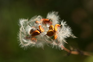 Botanischer Garten Freiburg27_Bildgröße ändern.jpg