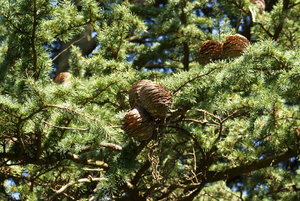 Botanischer Garten Freiburg28_Bildgröße ändern.jpg