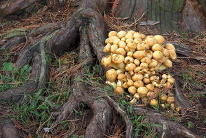 Botanischer Garten Freiburg29_Bildgröße ändern.jpg