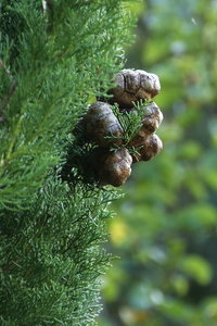 Botanischer Garten Freiburg30.jpg