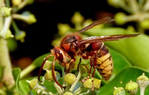 Hornisse, 02.10.11, c (Medium).jpeg