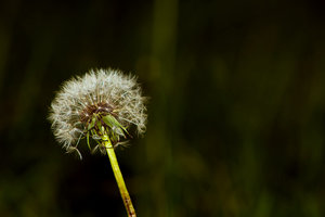 Pusteblume (1 von 1).jpg