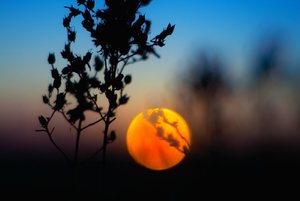 IMG00288.jpg IMG00288.jpg