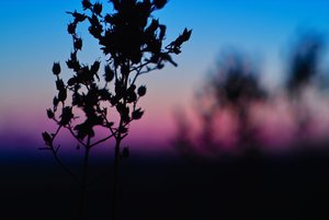 IMG00314.jpg IMG00314.jpg