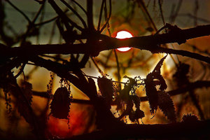 -just light-.jpg -just light-.jpg