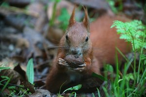 EichhornNuss.jpg
