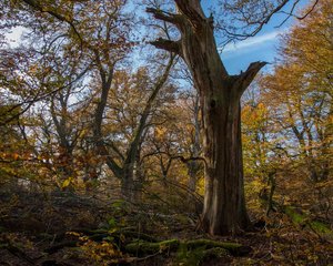 comp_1--Sababurg Urwald 038a.jpg