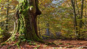 comp_1-Sababurg Urwald 072a.jpg