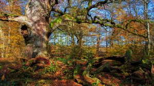 comp_1-Sababurg Urwald 070a.jpg