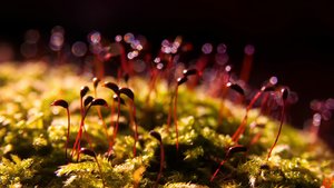 comp_1-Sababurg Urwald 184a.jpg