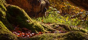 comp_1-Sababurg Urwald 060a.jpg