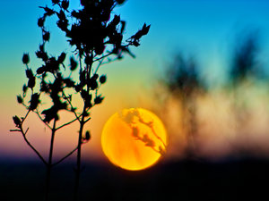 2014_10_28_SD9_Rasdorf_SU_Johanniskraut_55mm_Takumar_f1k8_0288_VarA_DT01_1200x900pix.jpg 2014_10_28_SD9_Rasdorf_SU_Johanniskraut_55mm_Takumar_f1k8_0288_VarA_DT01_1200x900pix.jpg