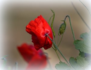 IMG_7544-001 komprimiert.jpg