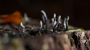 comp_1-Sababurg Urwald 067a.jpg