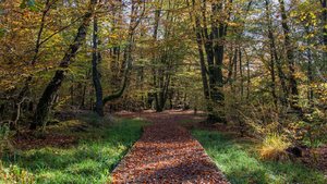 comp_1-Sababurg Urwald 076a.jpg