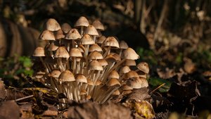 comp_1-Bresges Park Herbst II 097a.jpg