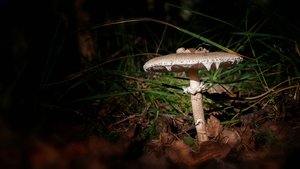 comp_1-Rickelrathter Wald 049a.jpg