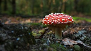 comp_1-Rickelrathter Wald 70b.jpg