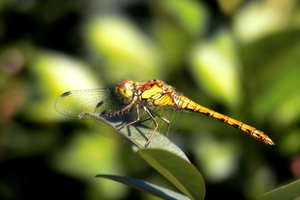 sample 1.JPG sample 1.JPG