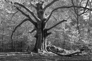 Bild 11-comp_1-Sababurg Urwald 048a.jpg