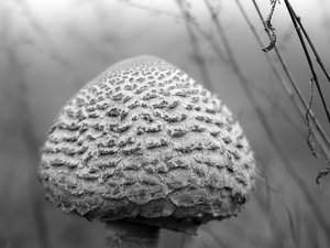 2014_10_26_SD15_Rasdorf_Macrolepiota_Procera_0036_SW_VarA.jpg