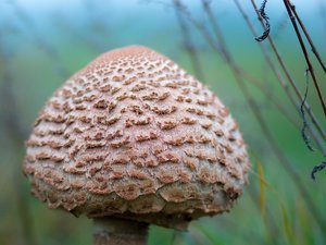 2014_10_26_SD15_Rasdorf_Macrolepiota_Procera_0036_Farbe_VarA.jpg