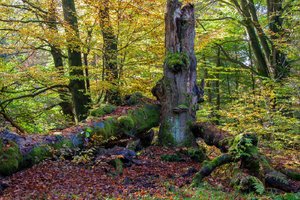 comp_1-Sababurg Urwald 079a.jpg