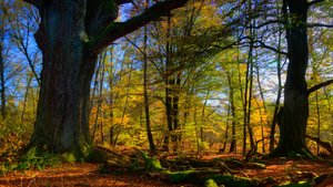 comp_1-Sababurg Urwald 101_2_3_tonemapped-a.jpg