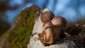 comp_1-Sababurg Urwald 124a.jpg