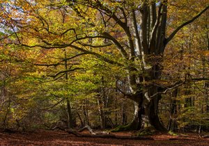 comp_1-Sababurg Urwald 151a.jpg