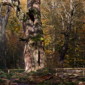 comp_1-Sababurg Urwald 170a.jpg