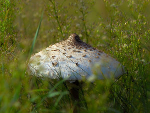 2014_09_11_SD9_Rasdorf_Parasol_in_Wiese_0233_VarA_DT01_1200x900pix.jpg