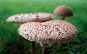 2014_10_25_DP2s_Rasdorf_Macrolepiota_Procera_55_59_VarA_DT01_1440x900pix.jpg