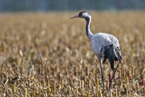 20141109_547_christiansenpark_Kranich01.JPG 20141109_547_christiansenpark_Kranich01.JPG