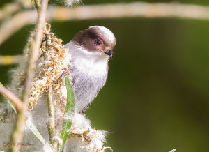 IMG_9977.jpg IMG_9977.jpg