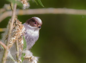 IMG_9977.jpg IMG_9977.jpg