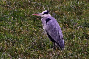 IMG_2648bb.JPG IMG_2648bb.JPG