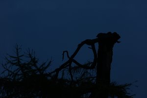 Forum DSC06201 Nex 5r + Soligor 2,0 135mm (c) PPf.jpg