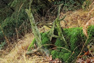 Forum DSC06236 Nex 5r + Tokina 35-105mm psf_cr (c) PPf.jpg