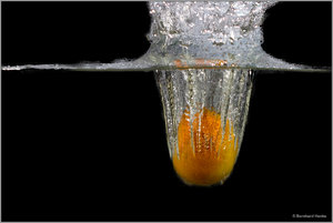 Wasser_Mandrine_sw_9424.jpg Wasser_Mandrine_sw_9424.jpg