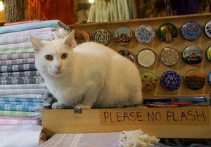 Van-Katze.jpg Van-Katze.jpg