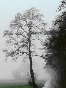 Baum am Graben im Nebel.JPG