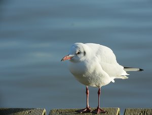 Möwe5.jpg