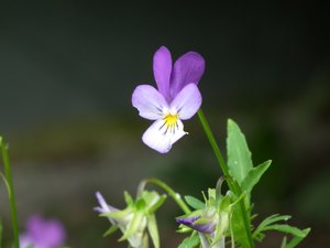 DSCF0546 (Andere).JPG