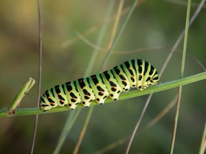 DSCF0567 (Andere).JPG