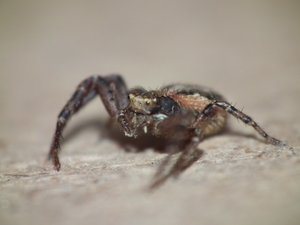 DSCF0605 (Andere).JPG