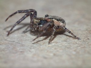 DSCF0606 (Andere).JPG