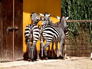 DSCF2105 (Andere).JPG