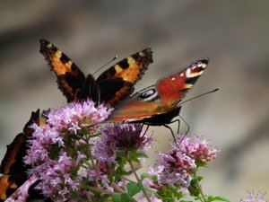 DSCF2989 (Andere).JPG